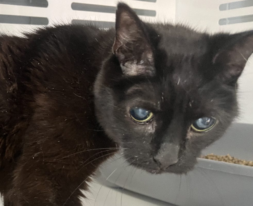 Papy - Chat Européen à adopter