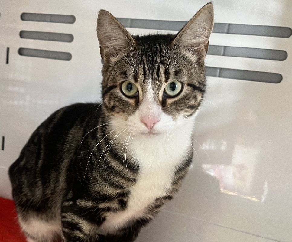 Simba - Chat Européen à adopter