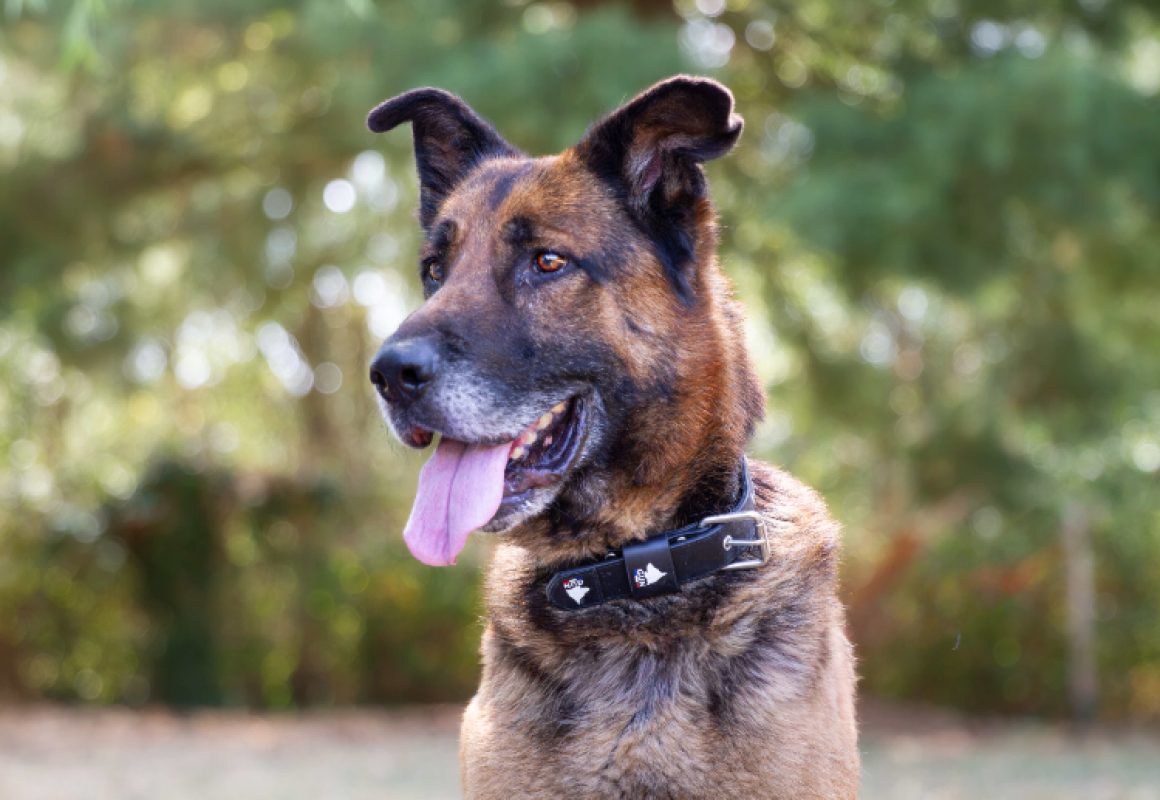 Loustic - Chien Berger à adopter
