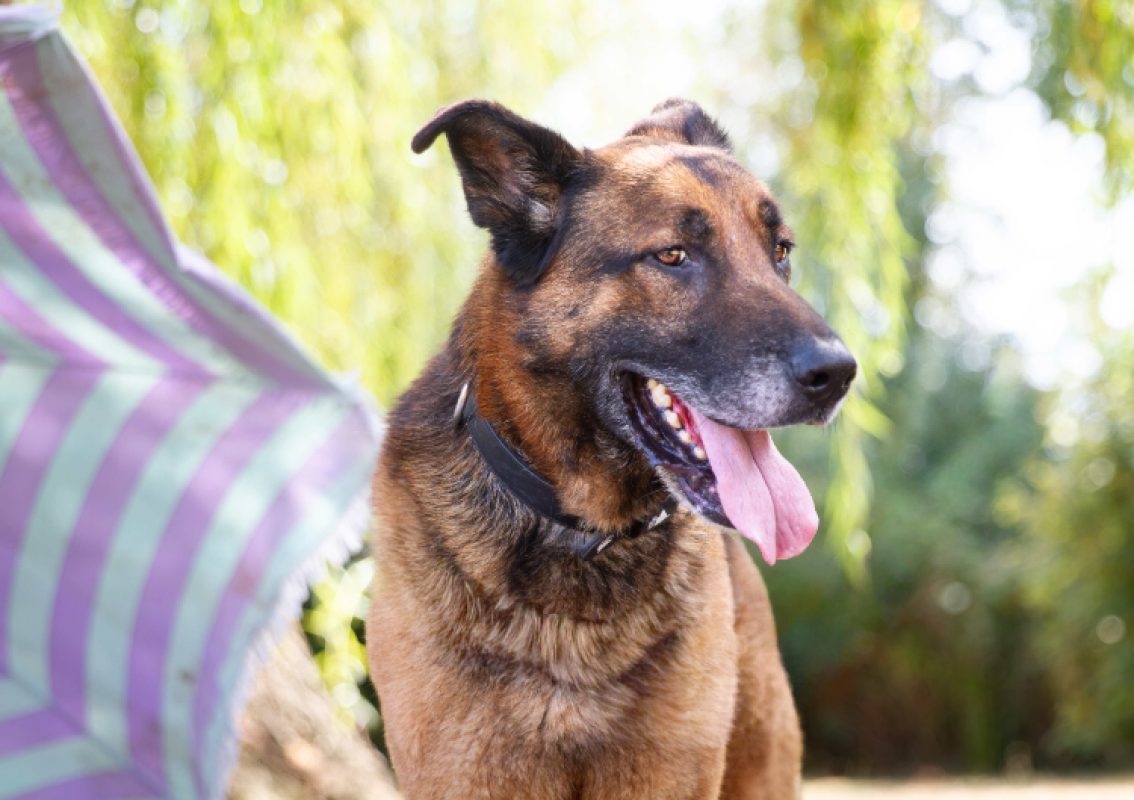 Loustic - Chien Berger à adopter - photo 2