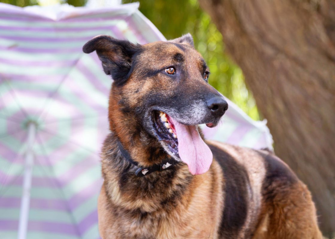 Loustic - Chien Berger à adopter - photo 3