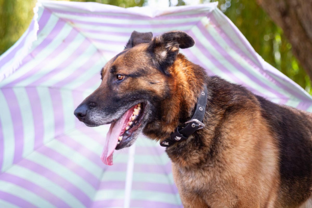 Loustic - Chien Berger à adopter - photo 4