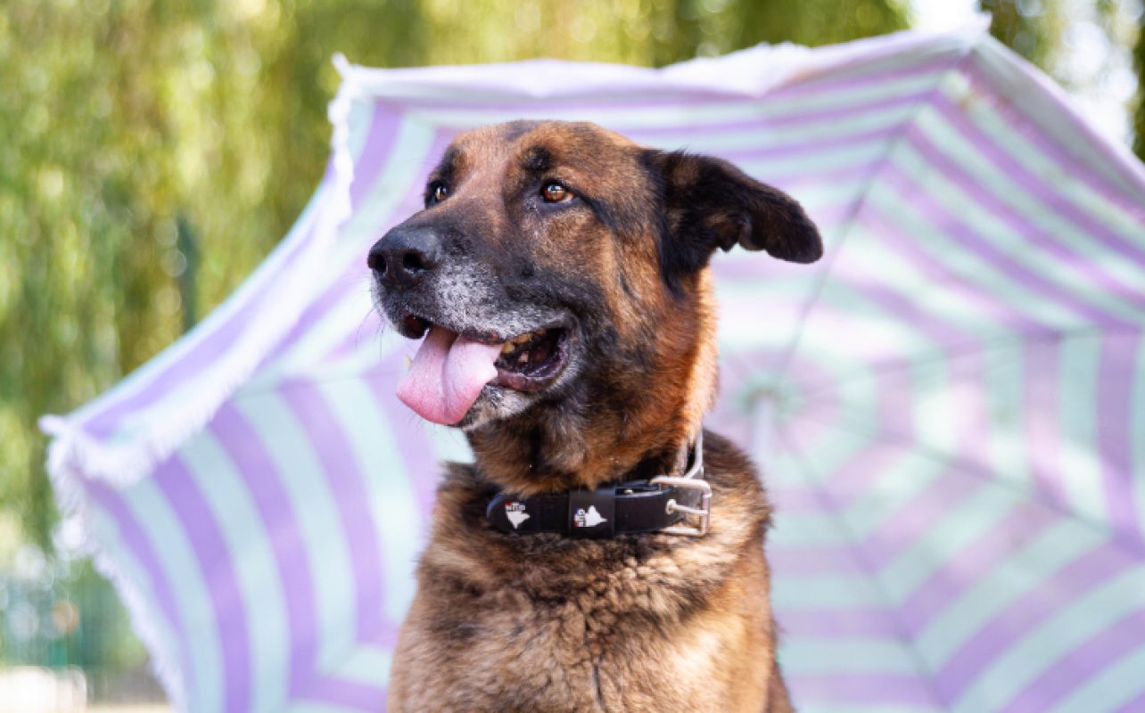 Loustic - Chien Berger à adopter - photo 5