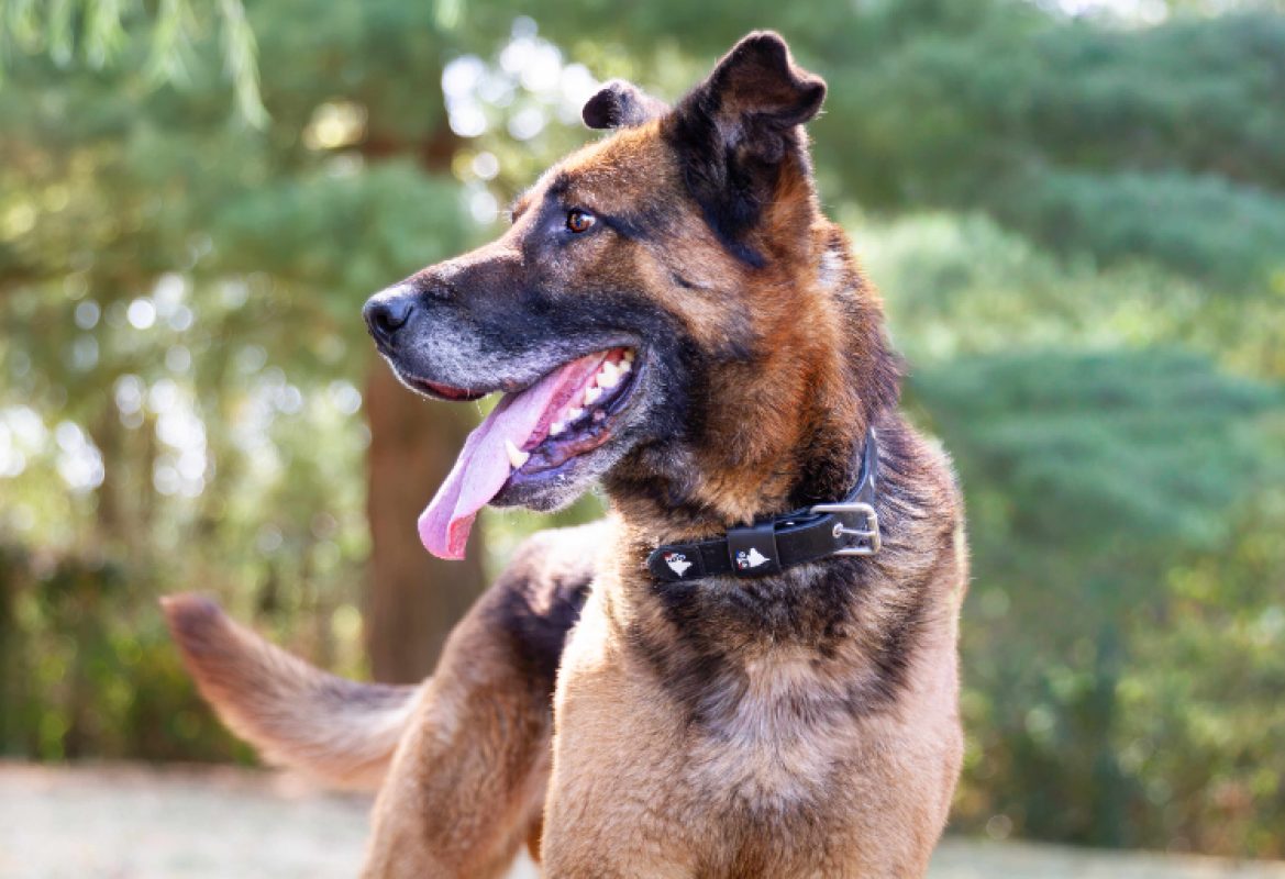 Loustic - Chien Berger à adopter - photo 6