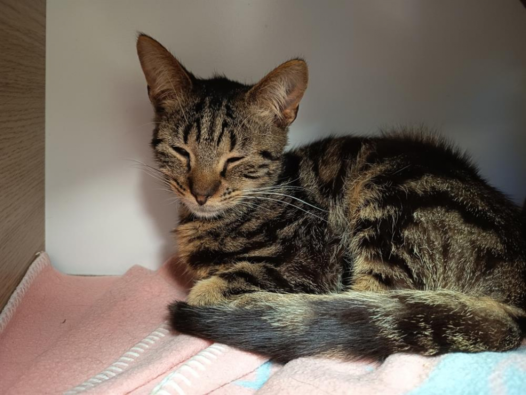 Photo #2 de Matoupoulpe