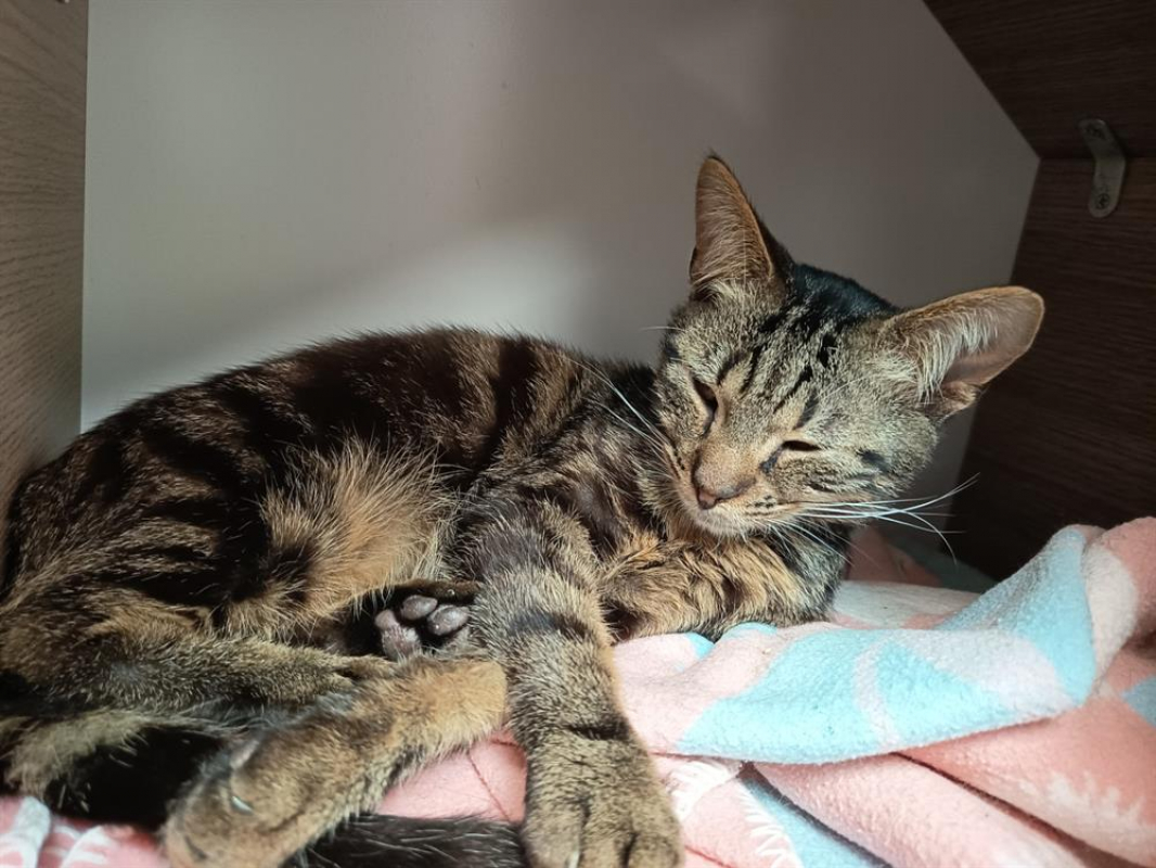 Photo #1 de Matoupoulpe