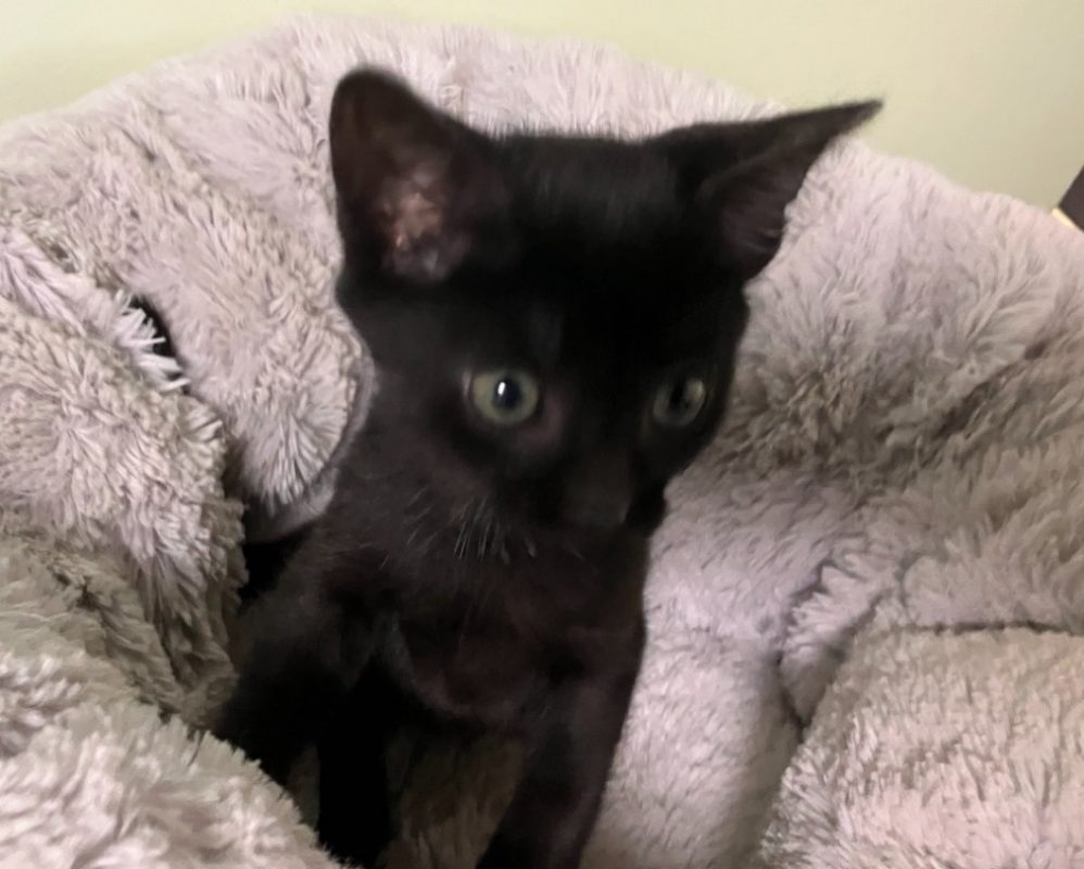 Bonaparte - Chat Européen à adopter