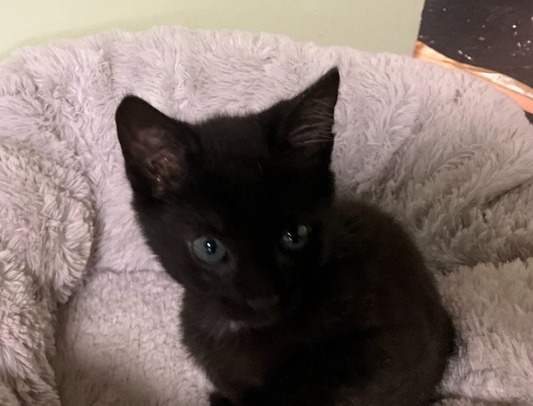 Napoléone - Chat Européen à adopter