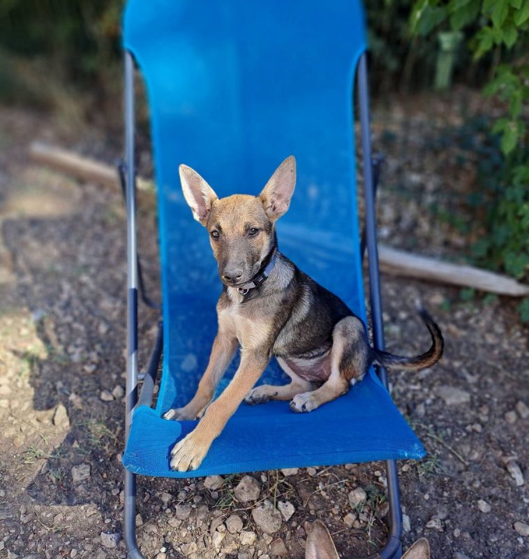 Sookie - Chien Berger Belge Malinois à adopter - photo 2