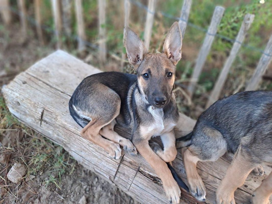 Sookie - Chien Berger Belge Malinois à adopter