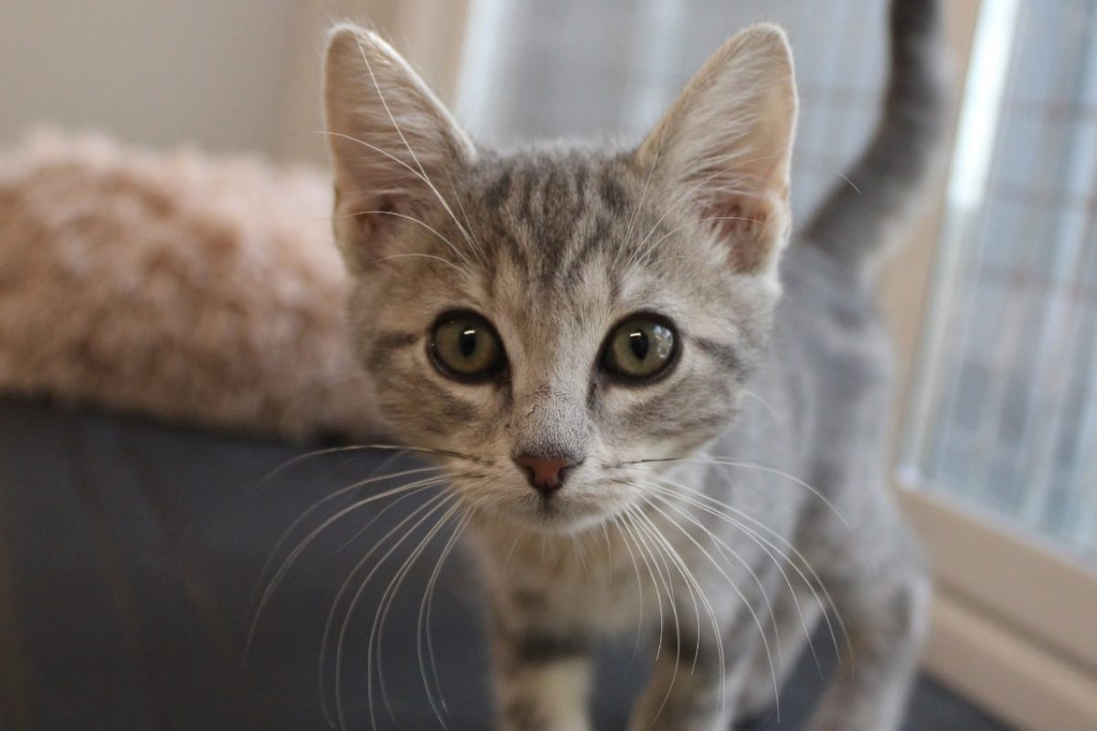 Bella - Chat Européen à adopter