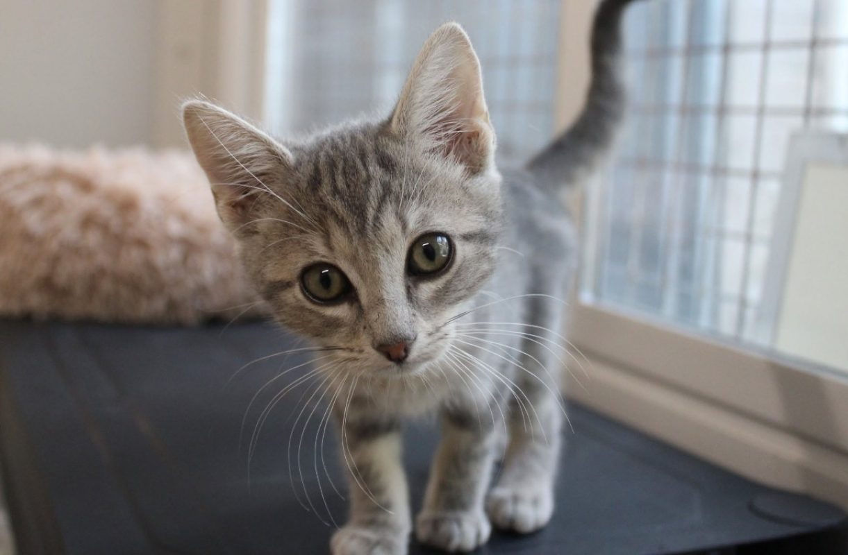Bella - Chat Européen à adopter - photo 2