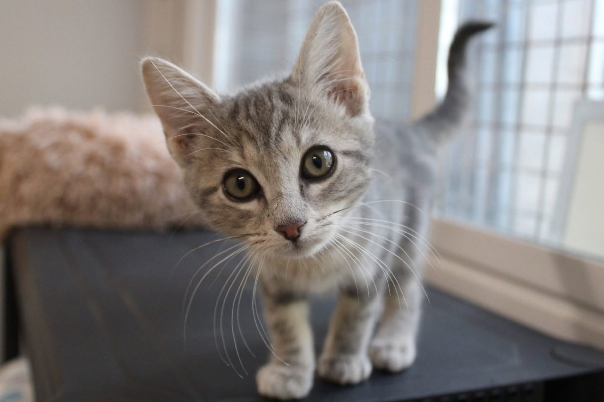 Bella - Chat Européen à adopter - photo 3