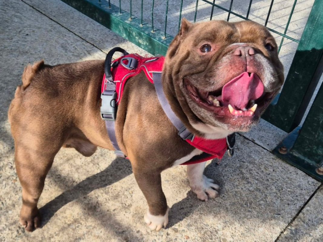Devil - Chien American Bully à adopter