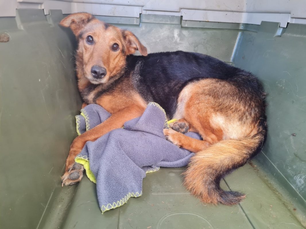 Alasia - Chien à adopter