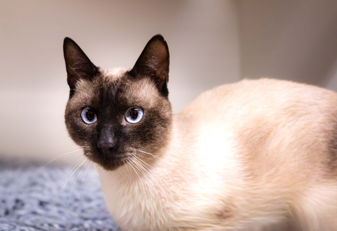 Anubis - Chat Européen à adopter