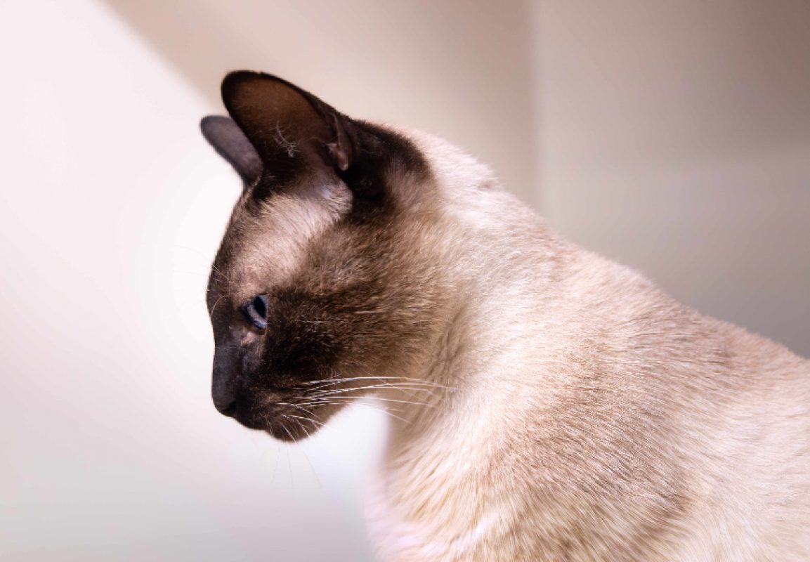 Anubis - Chat Européen à adopter - photo 2