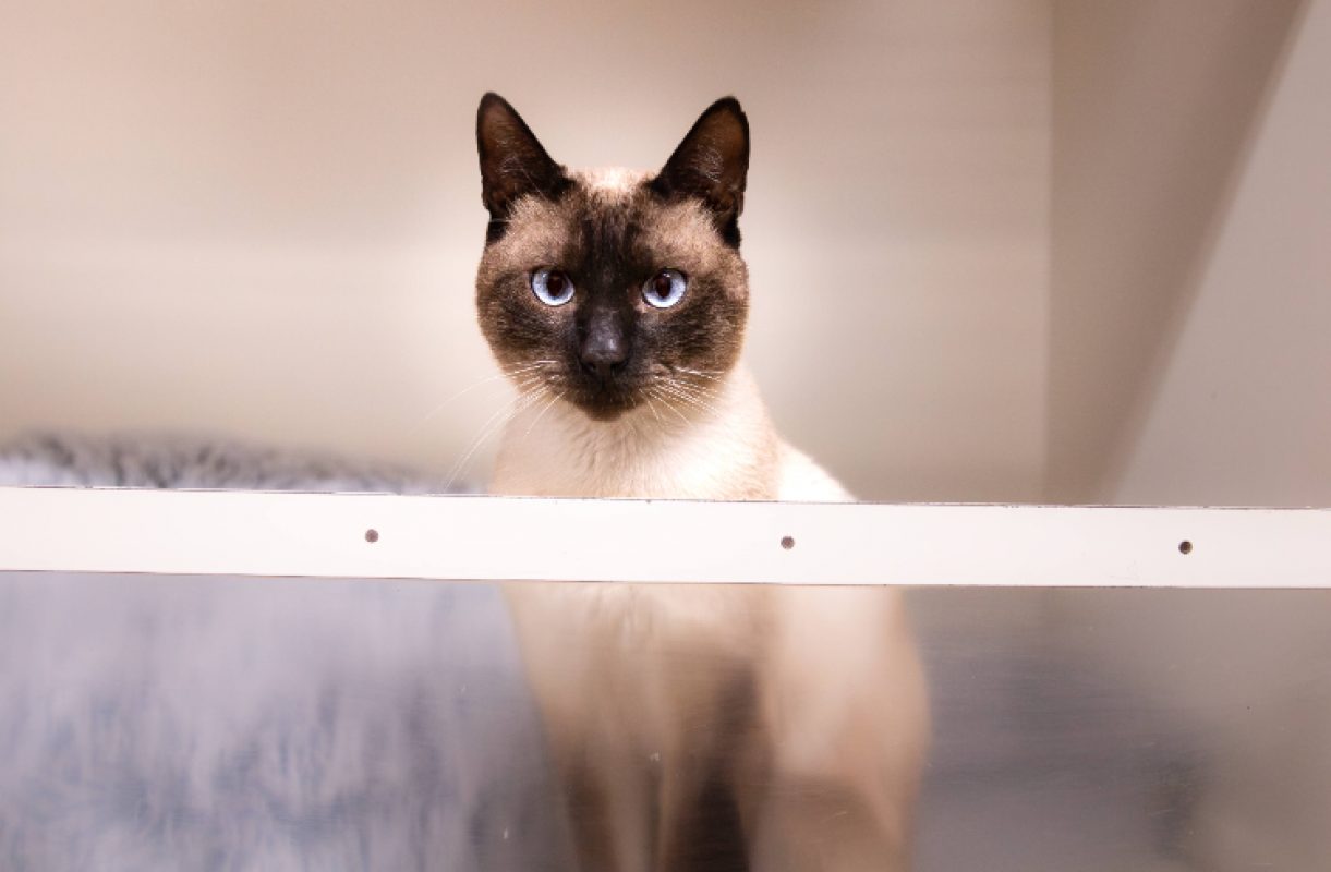 Anubis - Chat Européen à adopter - photo 3