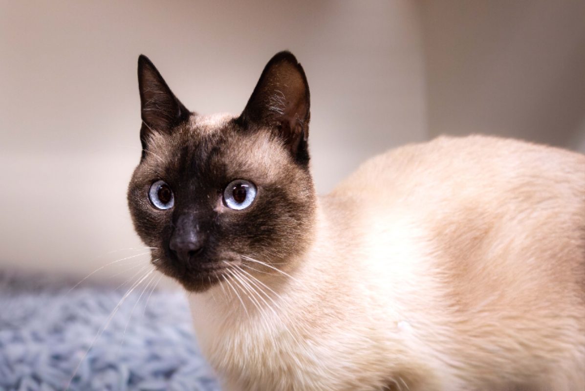 Anubis - Chat Européen à adopter - photo 4
