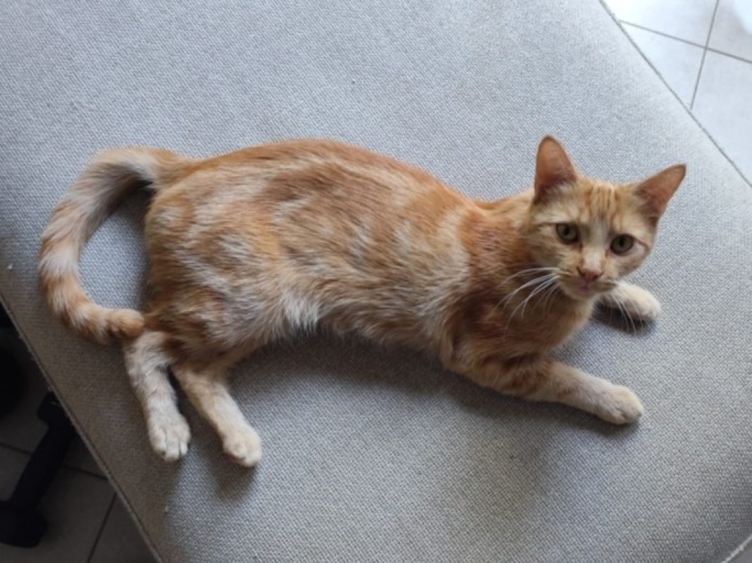 Roussette - Chat Européen à adopter