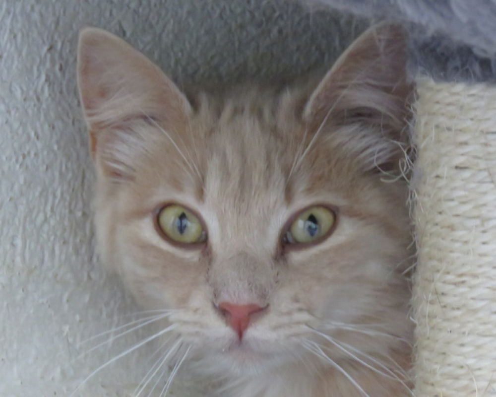 Photo #1 de Chamallow