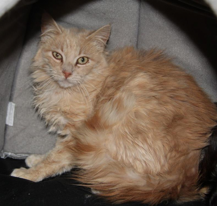 Photo #2 de Chamallow