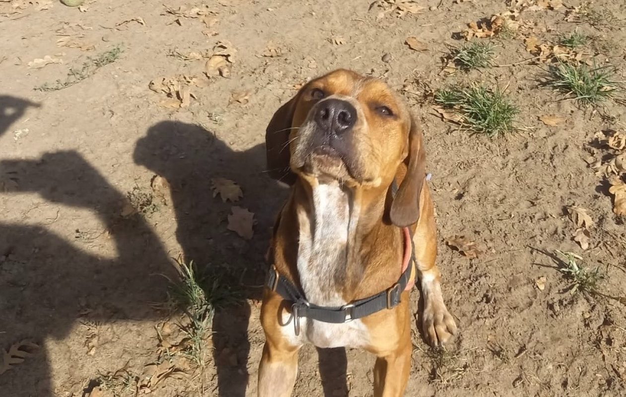 Moby - Chien Beagle à adopter