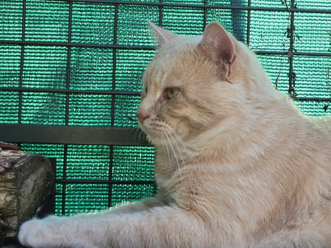 Macaron - Chat Européen à adopter