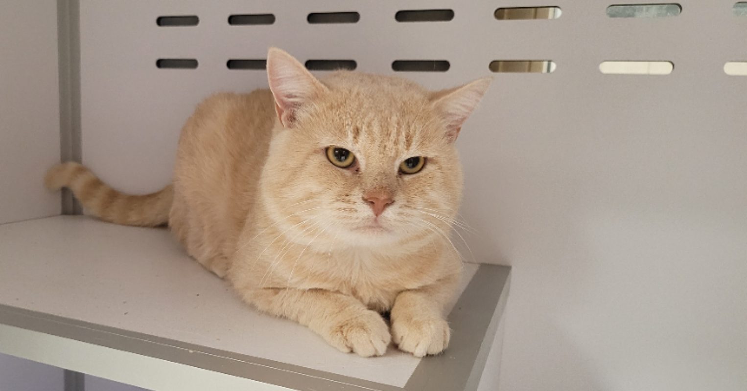 Macaron - Chat Européen à adopter - photo 2