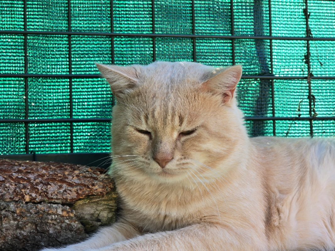 Macaron - Chat Européen à adopter - photo 3