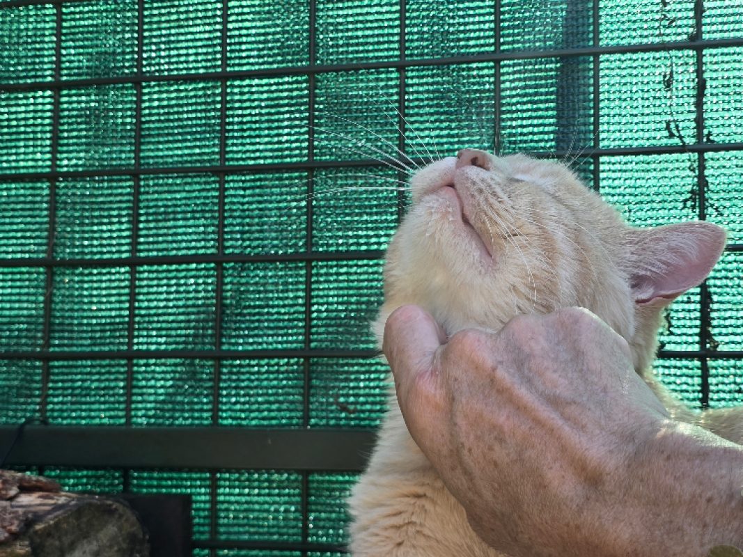 Macaron - Chat Européen à adopter - photo 4
