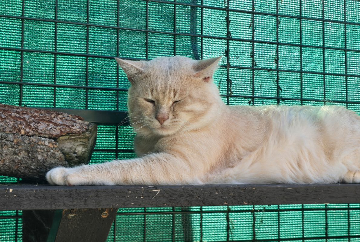 Macaron - Chat Européen à adopter - photo 5