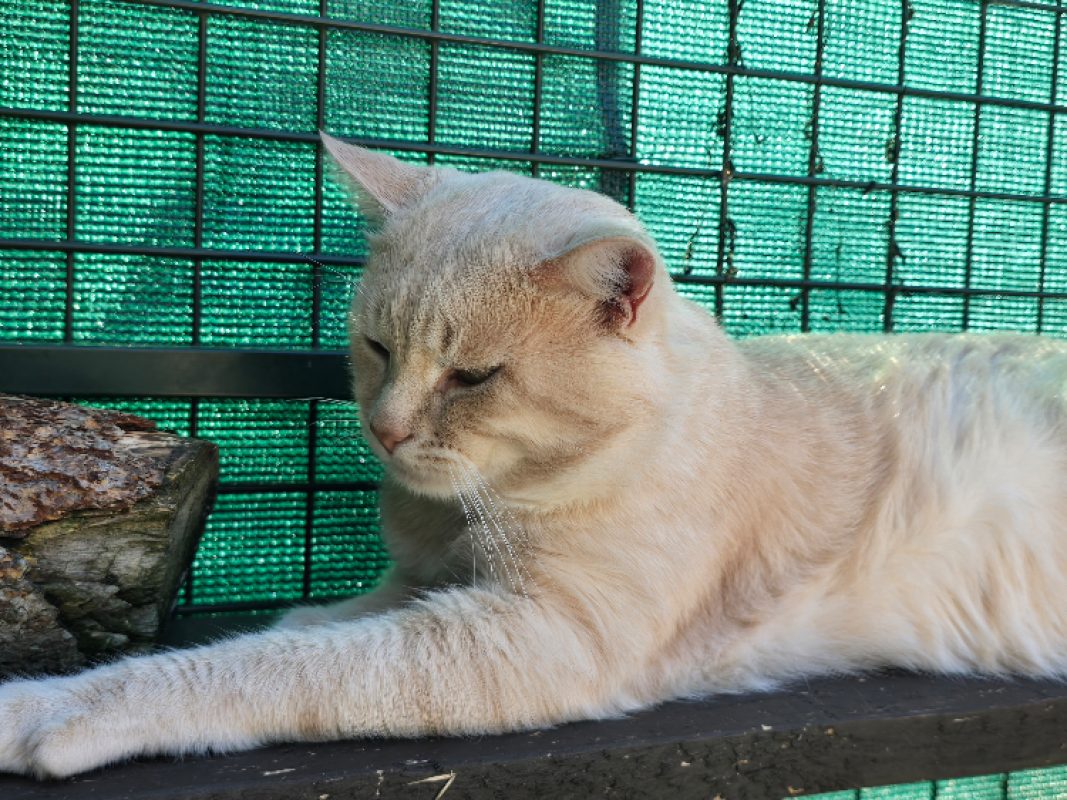 Macaron - Chat Européen à adopter - photo 6