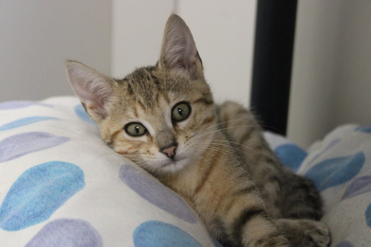 Creek - Chat Européen à adopter