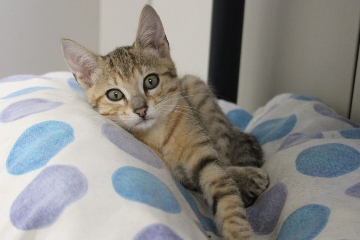 Creek - Chat Européen à adopter - photo 2