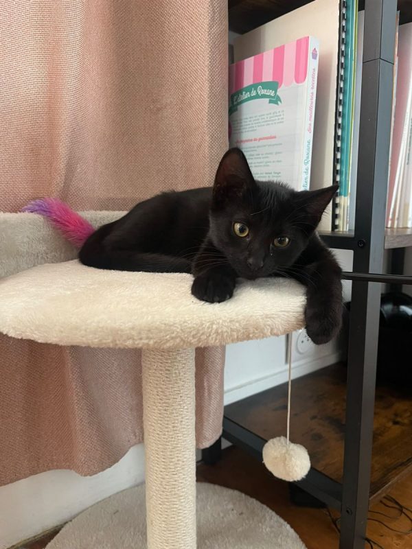 BIBI - Chat à adopter