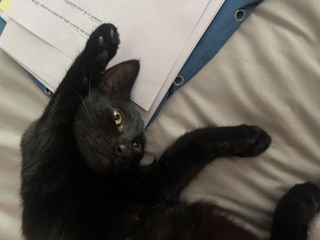 BIBI - Chat à adopter - photo 2