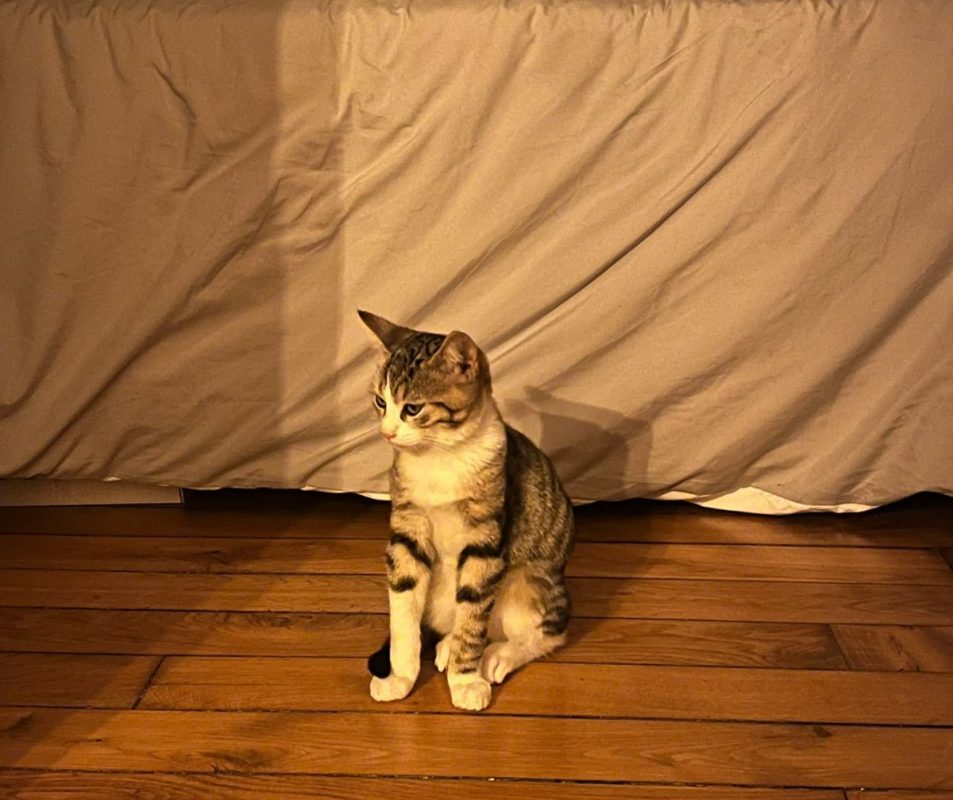 BAIKO - Chat Européen à adopter