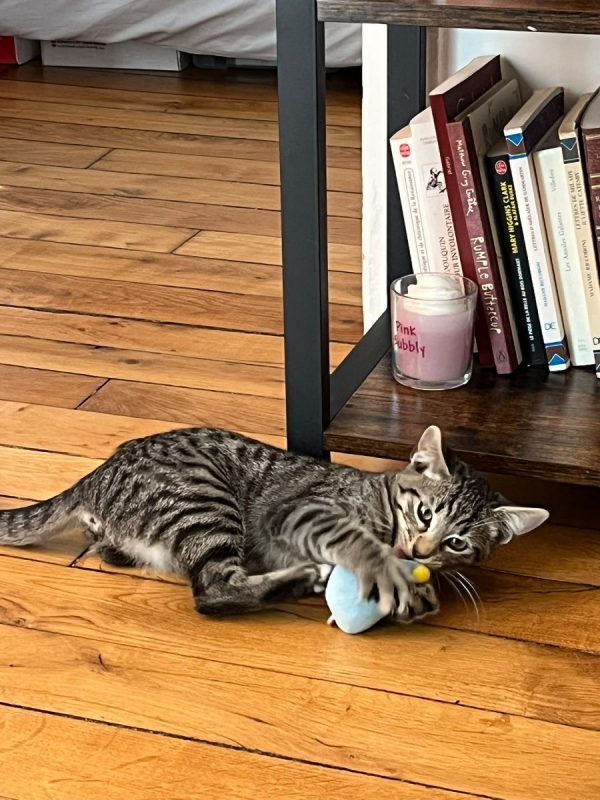 BANDIT - Chat Européen à adopter