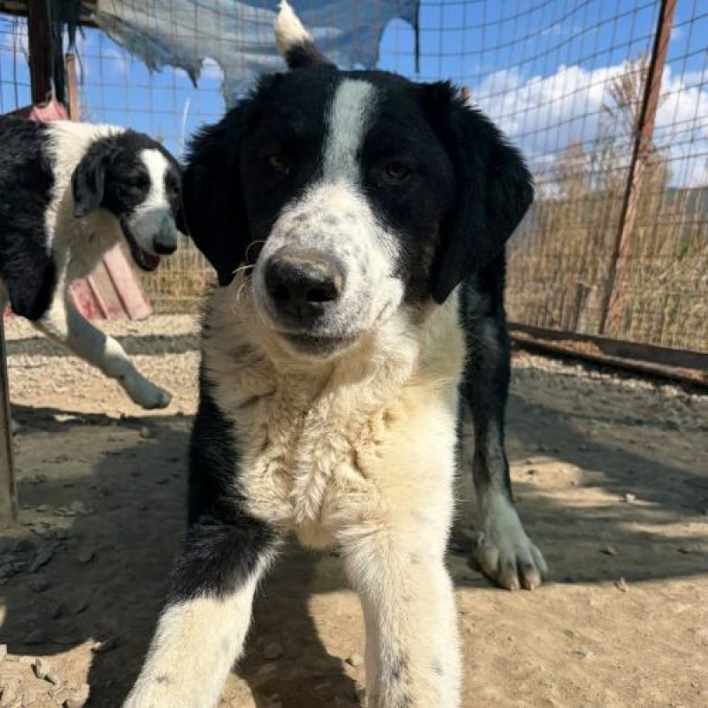 OLYMPIA - Chien à adopter - photo 3