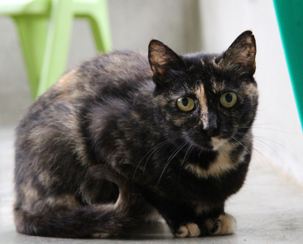 Photo #1 de Smarties