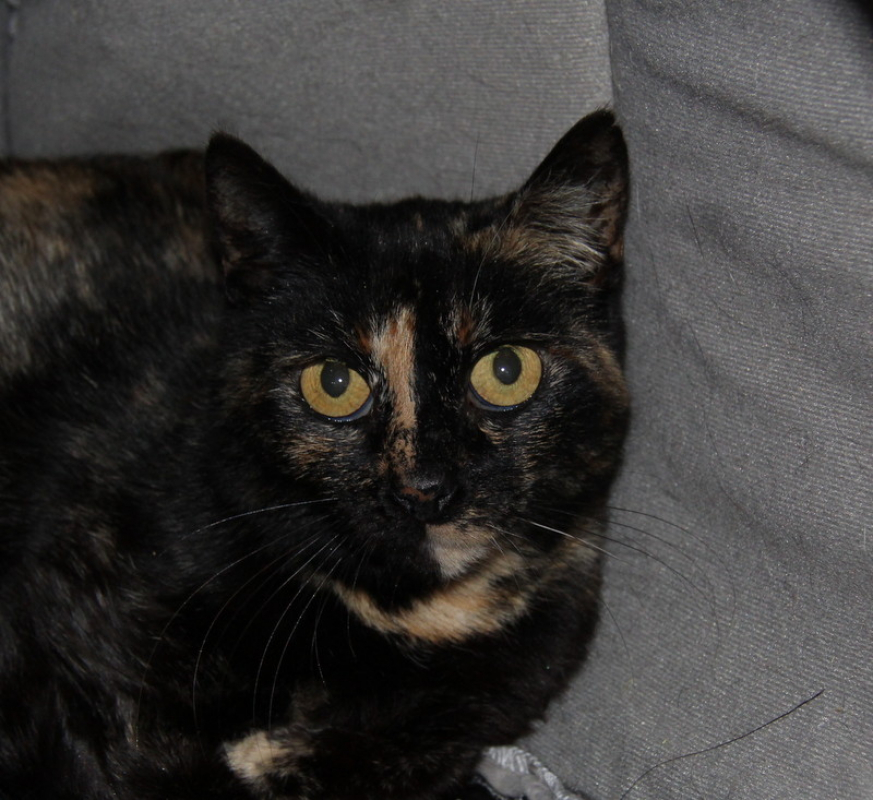 Photo #2 de Smarties