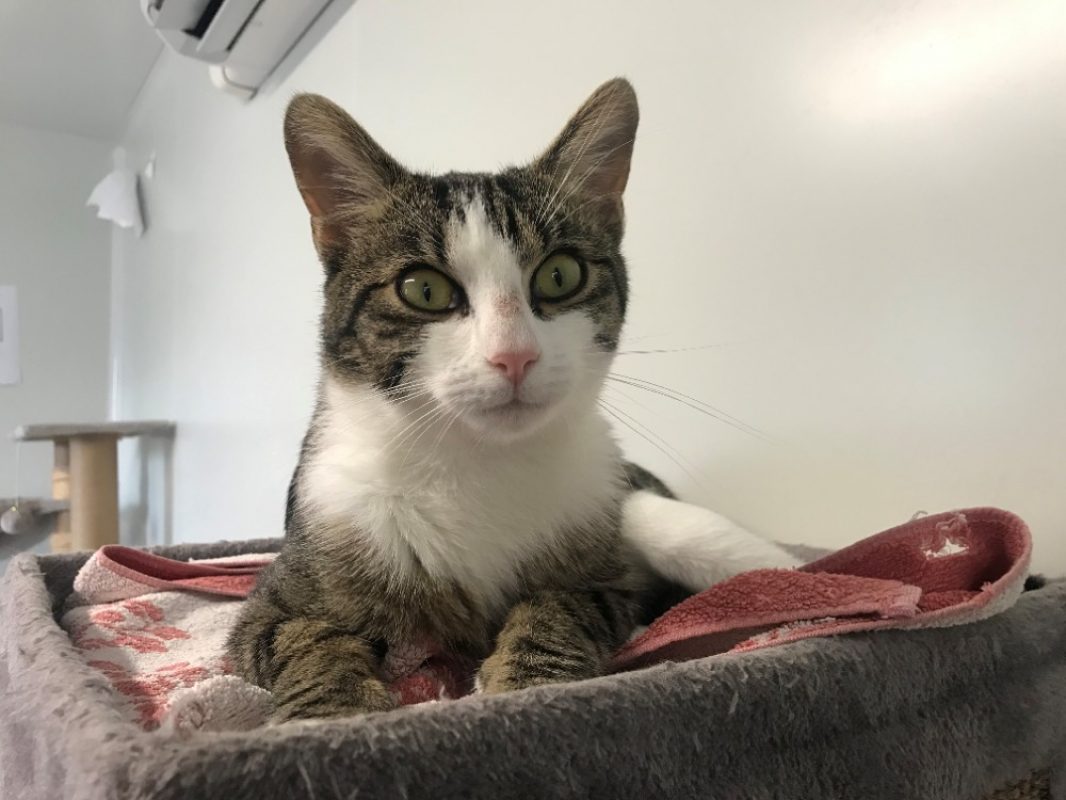 Moustic - Chat Européen à adopter