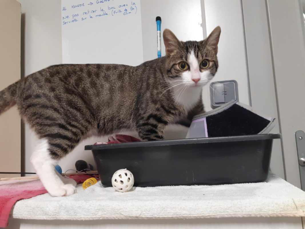 Moustic - Chat Européen à adopter - photo 2