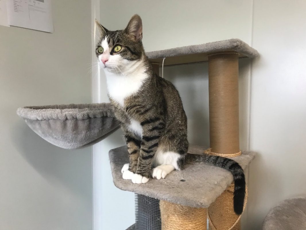 Moustic - Chat Européen à adopter - photo 3