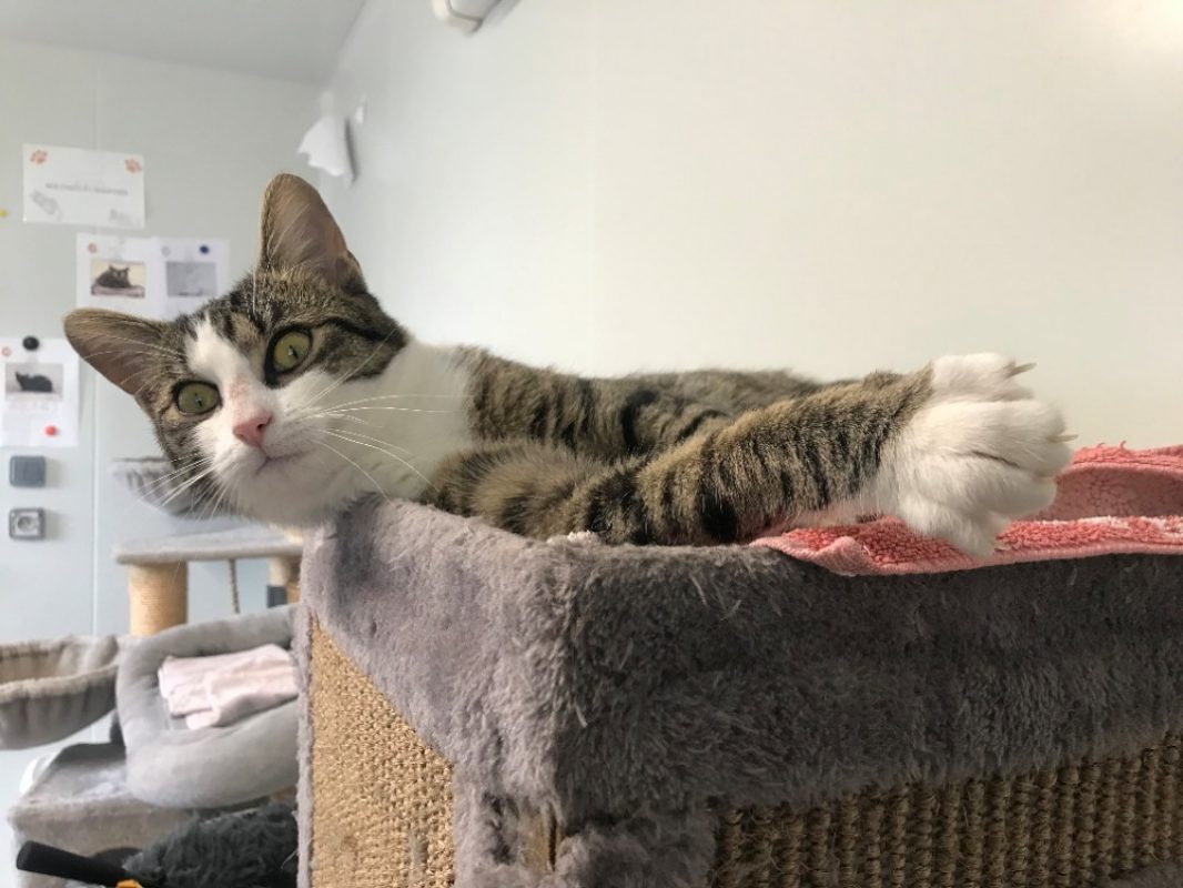 Moustic - Chat Européen à adopter - photo 4