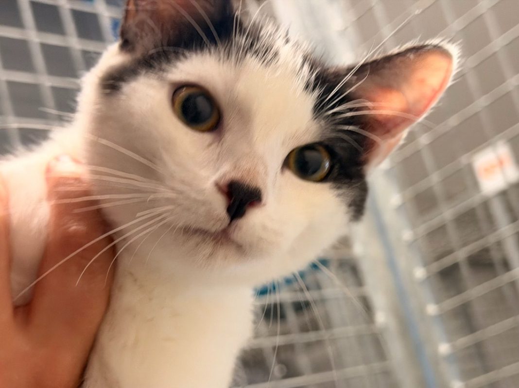 Bono dit browly - Chat Européen à adopter