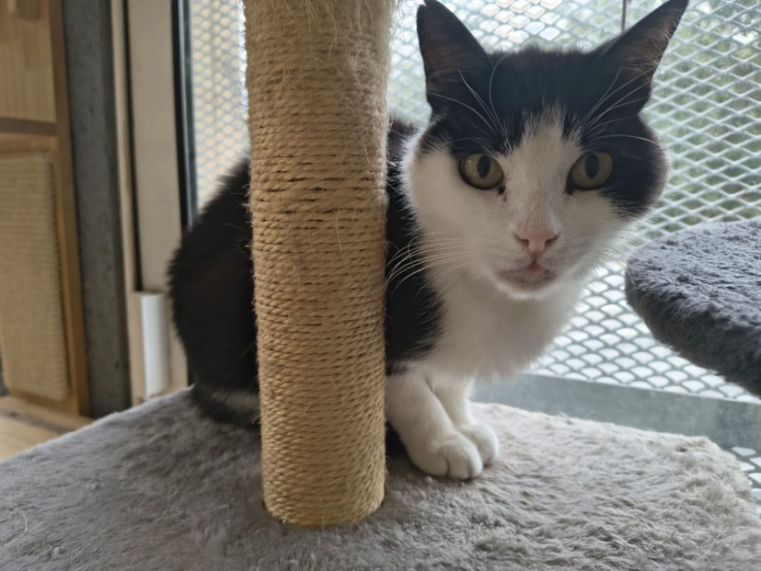 Picollino - Chat Européen à adopter