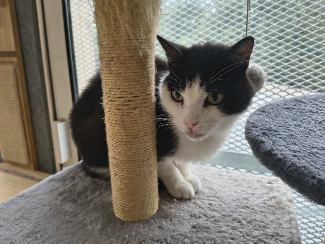 Picollino - Chat Européen à adopter - photo 2