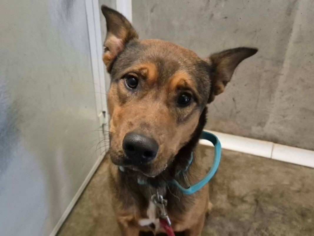 Bibou - Chien Berger à adopter